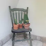 Il Gatto E Il Violino