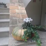 Il Gatto E Il Violino