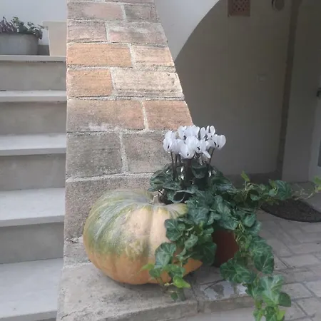 Il Gatto E Il Violino